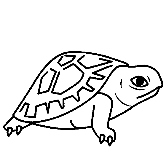 Baby Turtle Coloring Page